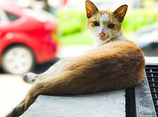 映像の全体的なイメージを変えることが出来るアスペクト比(Aspect Ratio)。その種類と歴史を見てみよう。